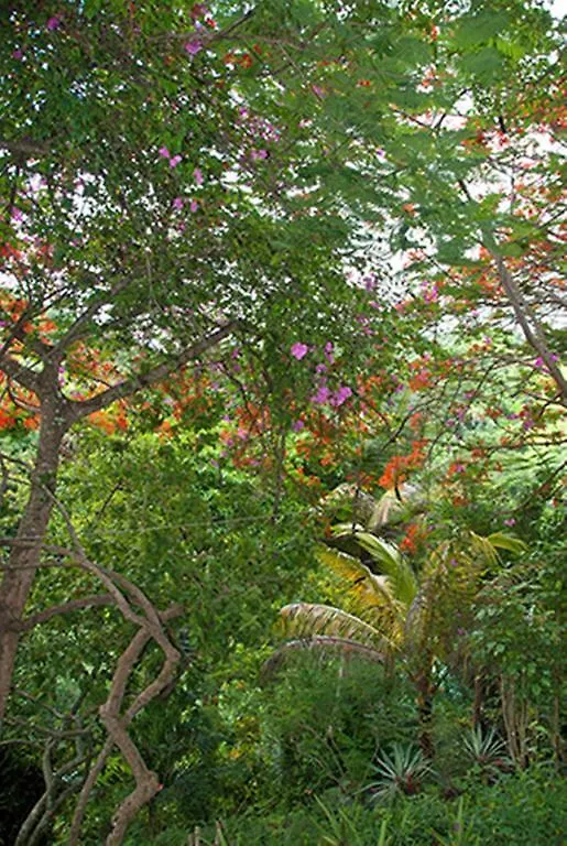 Guest house Blue Mango Cottages Castara